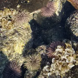Rock-boring Urchin, photo 9