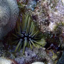Rock-boring Urchin, photo 10