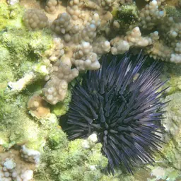 Rock-boring Urchin, photo 11