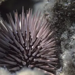 Rock-boring Urchin, photo 12