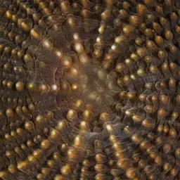 Flat Lettuce Coral, photo 2
