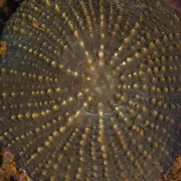 Flat Lettuce Coral, photo 3
