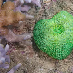 Flat Lettuce Coral, photo 4