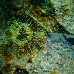 Flat Lettuce Coral, photo 5