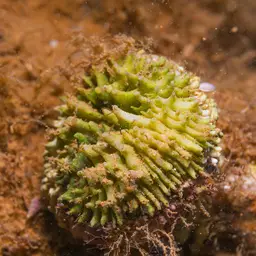 Flat Lettuce Coral, photo 6