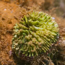 Flat Lettuce Coral, photo 7