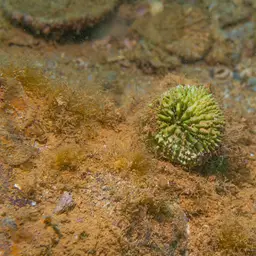 Flat Lettuce Coral, photo 9