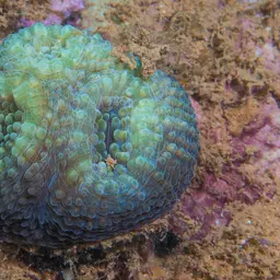 Flat Lettuce Coral, photo 10