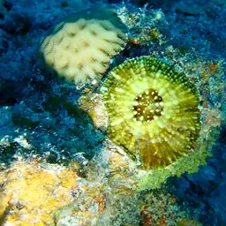 Flat Lettuce Coral, photo 1