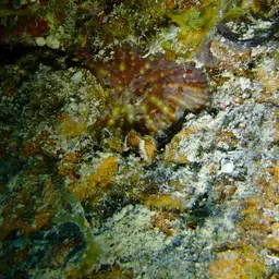 Flat Lettuce Coral, photo 11