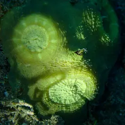 Flat Lettuce Coral, photo 12