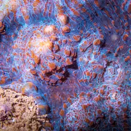 Flat Lettuce Coral, photo 2