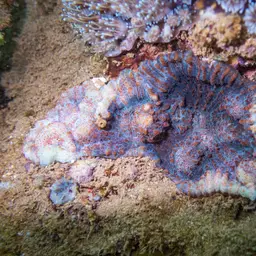 Flat Lettuce Coral, photo 3