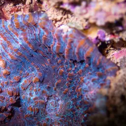 Flat Lettuce Coral, photo 1