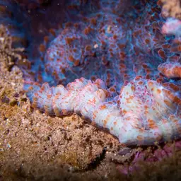 Flat Lettuce Coral, photo 4