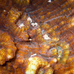 Flat Lettuce Coral, photo 5
