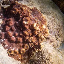 Flat Lettuce Coral, photo 6