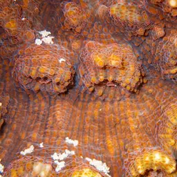 Flat Lettuce Coral, photo 7