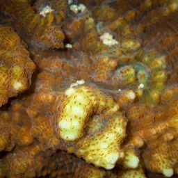 Flat Lettuce Coral, photo 8