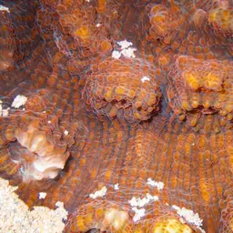 Flat Lettuce Coral, photo 9