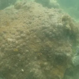 Flat Lettuce Coral, photo 10