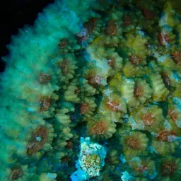 Flat Lettuce Coral, photo 12