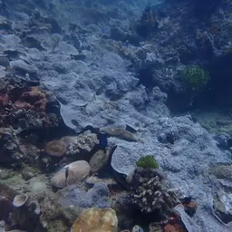 Flat Lettuce Coral, photo 2
