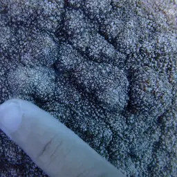 Flat Lettuce Coral, photo 1