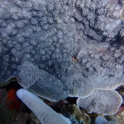 Flat Lettuce Coral, photo 3