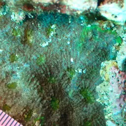 Flat Lettuce Coral, photo 4