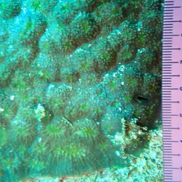 Flat Lettuce Coral, photo 5