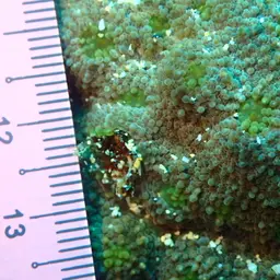 Flat Lettuce Coral, photo 6