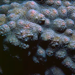 Flat Lettuce Coral, photo 7