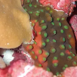 Flat Lettuce Coral, photo 8