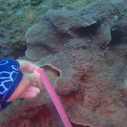 Flat Lettuce Coral, photo 9