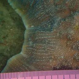 Flat Lettuce Coral, photo 10
