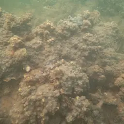 Flat Lettuce Coral, photo 11