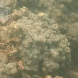 Flat Lettuce Coral, photo 12