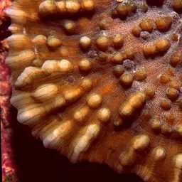 Porous Lettuce Coral, photo 1