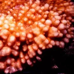 Porous Lettuce Coral, photo 2