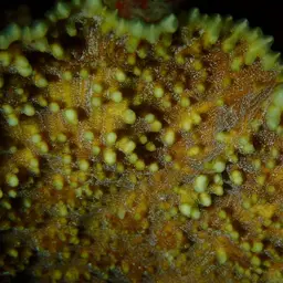 Porous Lettuce Coral, photo 3