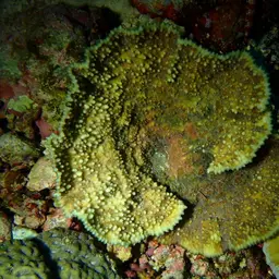 Porous Lettuce Coral, photo 4