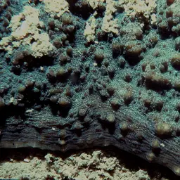 Porous Lettuce Coral, photo 5