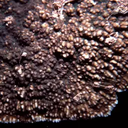 Porous Lettuce Coral, photo 6