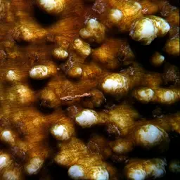 Porous Lettuce Coral, photo 8