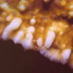 Porous Lettuce Coral, photo 9