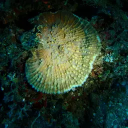 Porous Lettuce Coral, photo 10