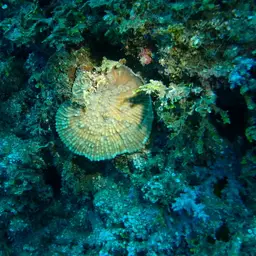 Porous Lettuce Coral, photo 11