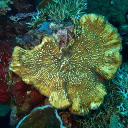 Porous Lettuce Coral, photo 12