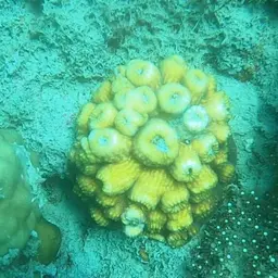 Flat Lettuce Coral, photo 2